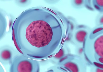 cells