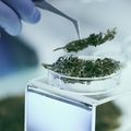 Marijuana