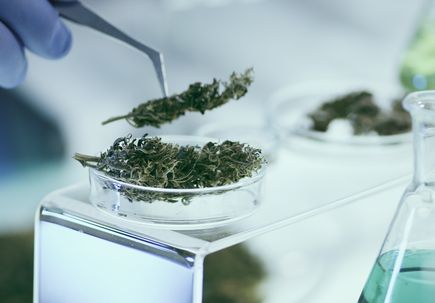 Marijuana