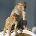 ONPRC Macaques