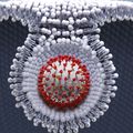 SARS-CoV-2 viral particle enters a cell
