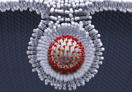 COVID-19 fattens up our body’s cells to fuel its viral takeover