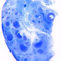 Magnified clitoris nerve tissue