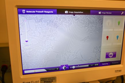 Michael Cohen Lab
