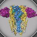 Type A GABA Receptors
