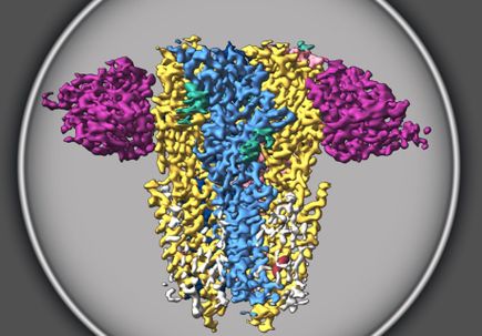 Type A GABA Receptors