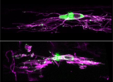 Synapses