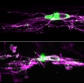 Synapses