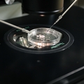 IVF research