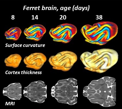 Ferret brain age research