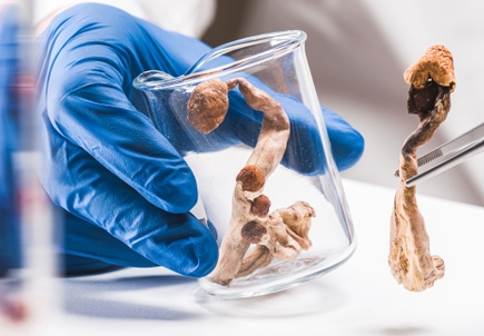 Iniciativa de investigación liderada por OHSU examina el uso supervisado de psilocibina