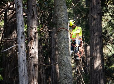 Hazard Tree Removal Helps Reduce Wildfire Risk