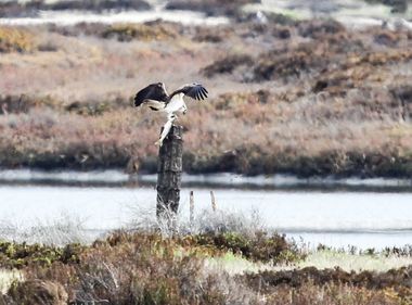 SCE Takes Ospreys’ Home Under Its Wings