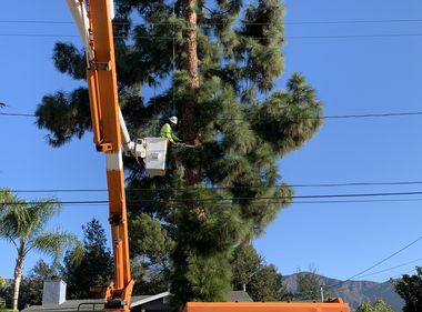 Keeping Communities Safe From Big Trees Near Power Lines