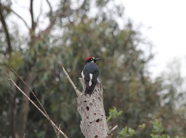 Utility Poles Make a Curious Home for Woodpeckers