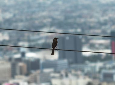 Why Can Birds Sit Safely on Power Lines?