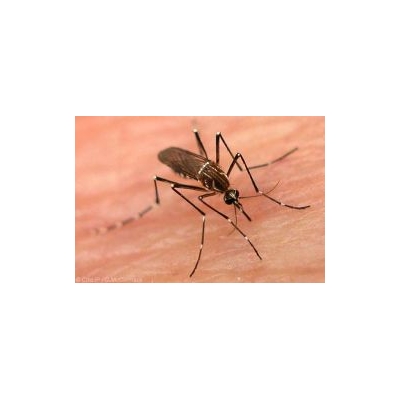 New Test May Help To Ensure that Dengue Vaccines Do No Harm