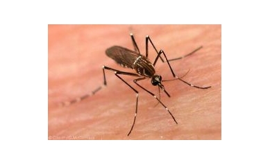 New Test May Help To Ensure that Dengue Vaccines Do No Harm