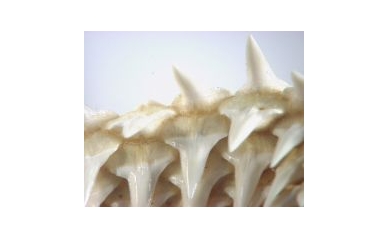 Scientists Discover Why Teeth Form in a Single Row