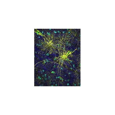 Astrocytes Help Separate Man from Mouse