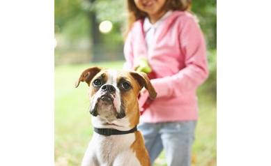 Pets Underfoot Could Mean a Trip to the ED