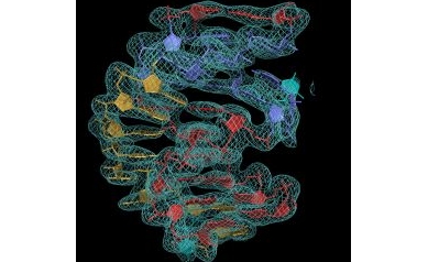 Genetic Switch Potential Key to New Class of Antibiotics