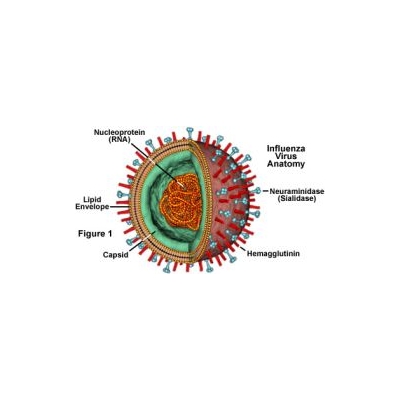 Computer Simulation Captures Immune Response to Flu