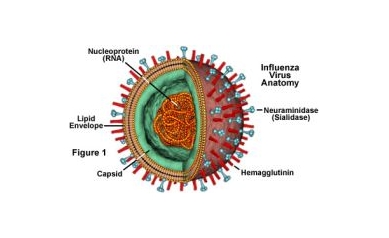 Computer Simulation Captures Immune Response to Flu