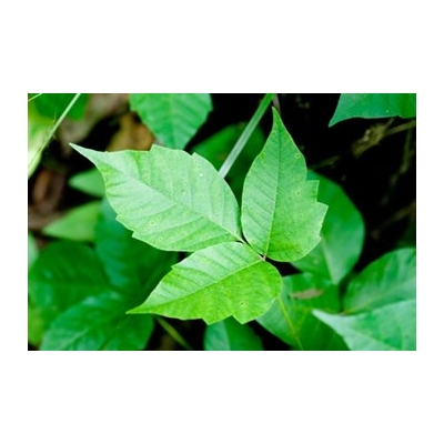 poison-ivy