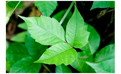 poison-ivy