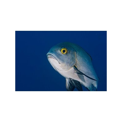 Q&A: A Fishy Formula for Measuring Mercury