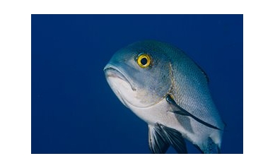 Q&A: A Fishy Formula for Measuring Mercury