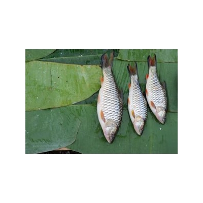 Fish Tale: Autism and Mercury Link Debunked