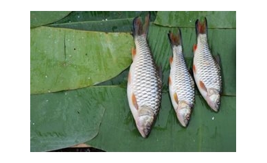 Fish Tale: Autism and Mercury Link Debunked