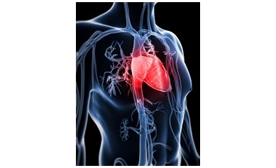 Stopping Heart Failure: A Two-Pronged Approach