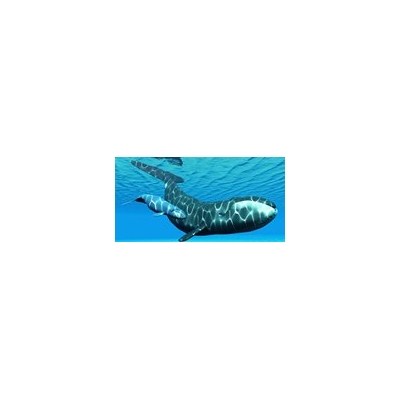 Day-long Wilmot Symposium Covers Cancer Biology, Latest Treatments (and whales!)