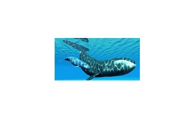 Day-long Wilmot Symposium Covers Cancer Biology, Latest Treatments (and whales!)