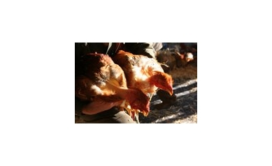 Study Suggests Vaccinating Against Bird Flu Before a Possible Pandemic