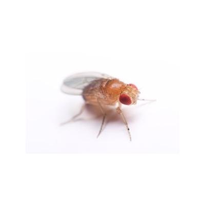 Study Provides New Insight on Stem Cell Function