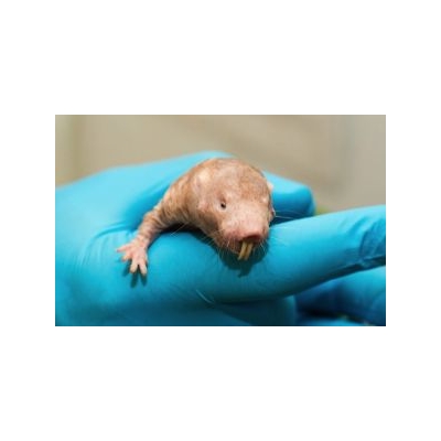 mole-rat1