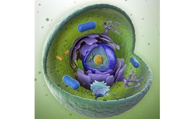 Researchers receive grant to study gene therapy and DNA delivery