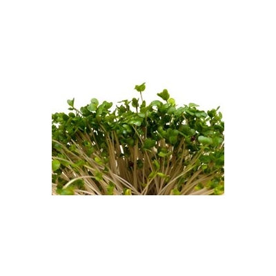 Broccoli Sprout Extract May Help with Autism