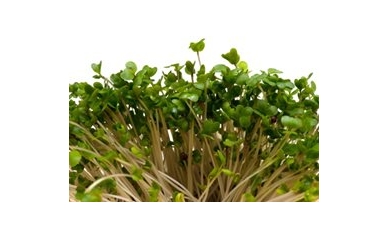 Broccoli Sprout Extract May Help with Autism