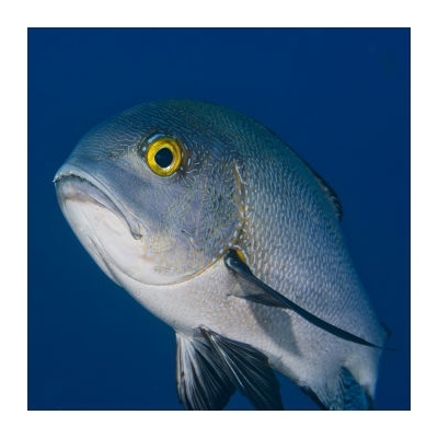 Q A Fishy Formula for Measuring Mercury