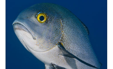 Q A Fishy Formula for Measuring Mercury