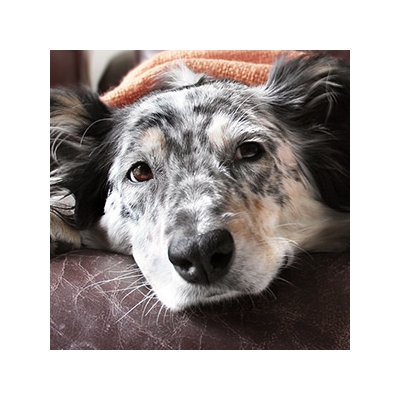 Scientists Develop New Flu Vaccines for Man’s Best Friend