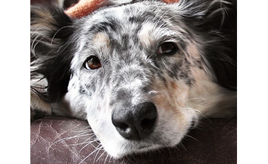 Scientists Develop New Flu Vaccines for Man’s Best Friend