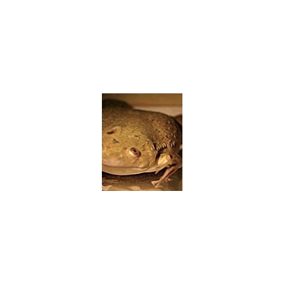 Post Doc’s [Frog] Research Leaps Forward with New Fellowship