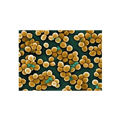 A New Way to Attack Pathogens