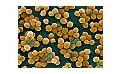 A New Way to Attack Pathogens
